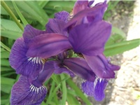 4da460ac-Picture 003.jpg